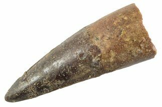 Fossil Spinosaurus Tooth - Real Dinosaur Tooth #360199