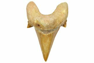 Fossil Shark Tooth (Otodus) - Morocco #353499