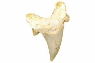 Fossil Shark Tooth (Otodus) - Morocco #353507