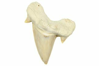Fossil Shark Tooth (Otodus) - Morocco #353513