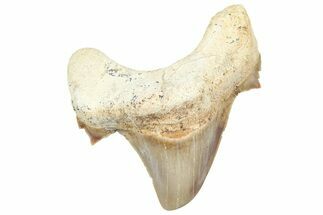 Fossil Shark Tooth (Serratolamna) - Morocco #353515