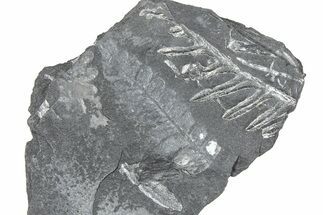 Fossil Seed Fern (Alethopteris & Pecopteris) Plate - Pennsylvania #360496