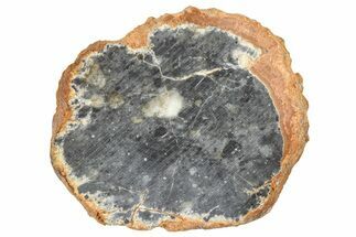 Lunar Meteorite ( g) Slice - Bechar #360560