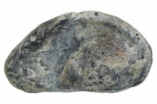 Large Fossil Whale Ear Bone - South Carolina #352634