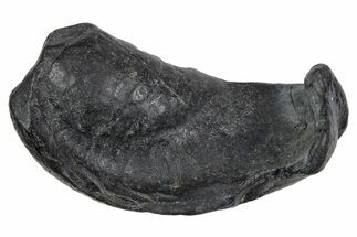 Large Fossil Whale Ear Bone - South Carolina #352638