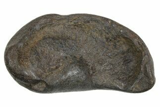 Large Fossil Whale Ear Bone - South Carolina #352642