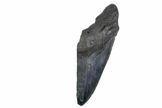 Partial Fossil Megalodon Tooth - Giant Tooth #352653