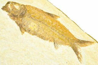 Detailed Fossil Fish (Knightia) - Wyoming #360700