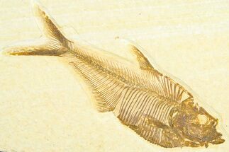 Detailed Fossil Fish (Diplomystus) - Wyoming #360736