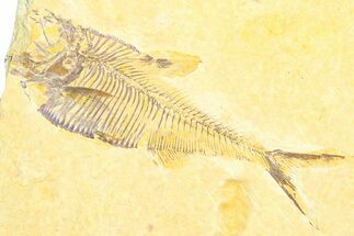Bargain, Fossil Fish (Diplomystus) - Wyoming #360738