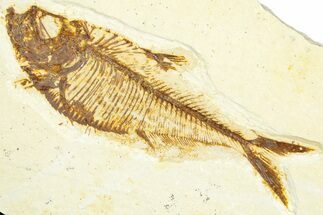 Fossil Fish (Diplomystus) - Wyoming #360745