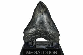 Fossil Megalodon Tooth - South Carolina #360765