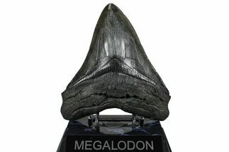 Serrated, Fossil Megalodon Tooth - South Carolina #360778