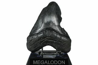 Fossil Megalodon Tooth - South Carolina #360780