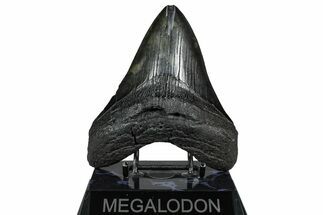 Fossil Megalodon Tooth - South Carolina #360784
