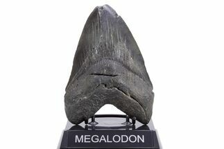 Fossil Megalodon Tooth - South Carolina #360758