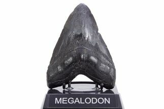 Fossil Megalodon Tooth - South Carolina #360762
