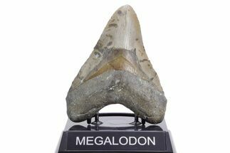 Fossil Megalodon Tooth - North Carolina #360793