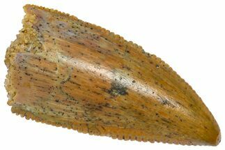 Serrated, Raptor Premaxillary Tooth - Real Dinosaur Tooth #360981