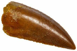 Serrated, Raptor Premaxillary Tooth - Real Dinosaur Tooth #360982