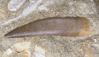 Fossil Plesiosaur Tooth In Matrix With Fish Verts #19099
