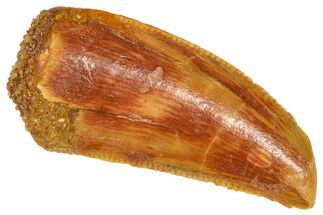 Serrated Raptor Tooth - Real Dinosaur Tooth #360996