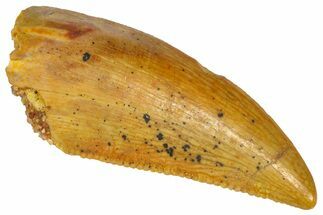 Serrated Raptor Tooth - Real Dinosaur Tooth #360999