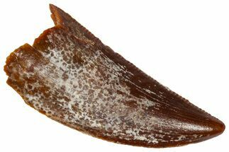 Serrated Raptor Tooth - Real Dinosaur Tooth #361001