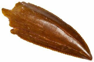 Serrated, Raptor Premaxillary Tooth - Real Dinosaur Tooth #361004