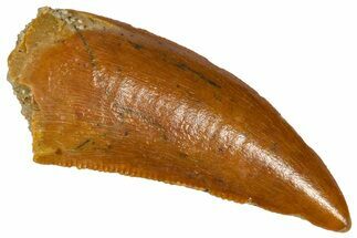 Serrated Raptor Tooth - Real Dinosaur Tooth #361012