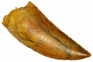 Serrated Raptor Tooth - Real Dinosaur Tooth #361017