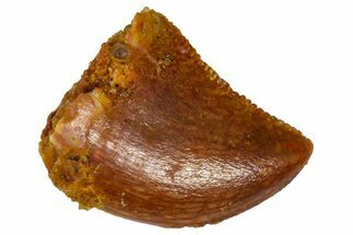 Serrated, Baby Carcharodontosaurus Tooth - Morocco #361022