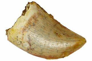 Serrated, Baby Carcharodontosaurus Tooth - Morocco #361032
