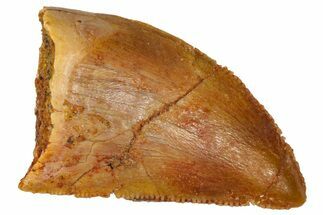 Serrated, Baby Carcharodontosaurus Tooth - Morocco #361038