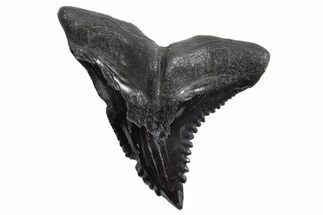 Snaggletooth Shark (Hemipristis) Tooth - South Carolina #360815