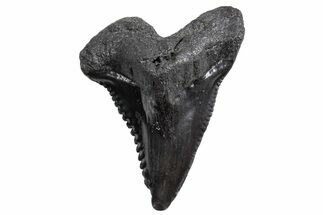 Snaggletooth Shark (Hemipristis) Tooth - South Carolina #360816