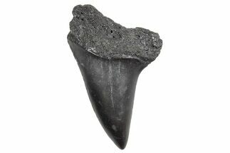 Fossil Broad-Toothed Mako Tooth - South Carolina #360845