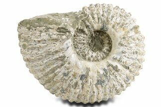 Large, Bumpy Ammonite (Douvilleiceras) Fossil - Madagascar #361126