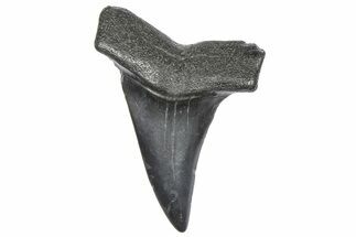 Fossil Broad-Toothed Mako Tooth - South Carolina #360861