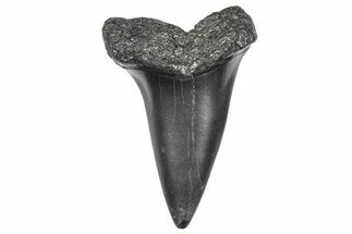 Fossil Broad-Toothed Mako Tooth - South Carolina #360864