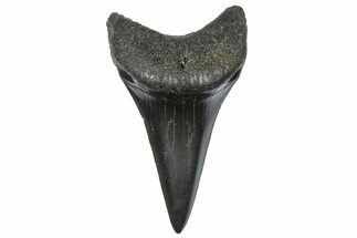 Fossil Broad-Toothed Mako Tooth - South Carolina #360865
