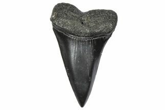 Fossil Broad-Toothed Mako Tooth - South Carolina #360872