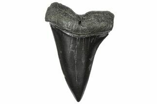Fossil Broad-Toothed Mako Tooth - South Carolina #360873