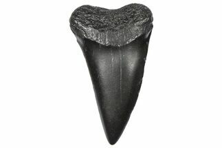 Fossil Broad-Toothed Mako Tooth - South Carolina #360876