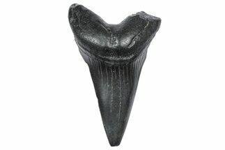 Fossil White Shark Tooth - South Carolina #360911