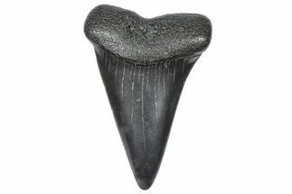 Fossil Broad-Toothed Mako Tooth - South Carolina #360913