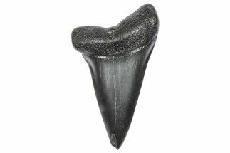 Fossil Broad-Toothed Mako Tooth - South Carolina #360914