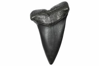 Fossil Broad-Toothed Mako Tooth - South Carolina #360917