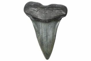 Mako & White Shark Teeth For Sale