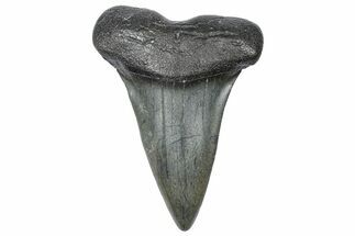 Fossil Broad-Toothed Mako Tooth - South Carolina #360918